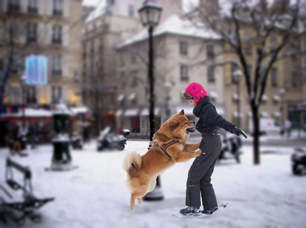 Why Dogs Jump On People And How To Stop It — Roman's Holistic Dog Training