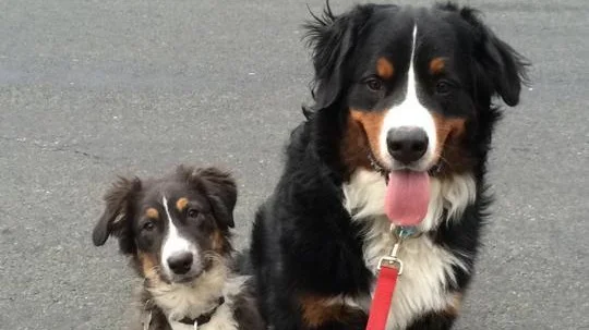 5 Basic Tasks Every Dog Should Know
