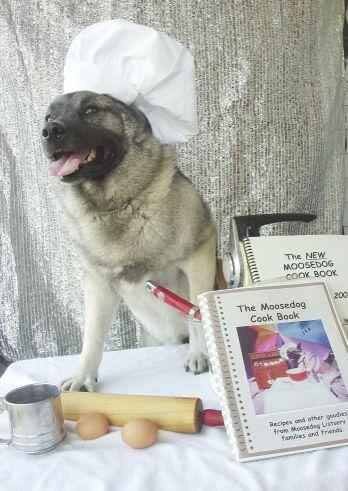 Photo: Norwegian Elkhound Tuck
