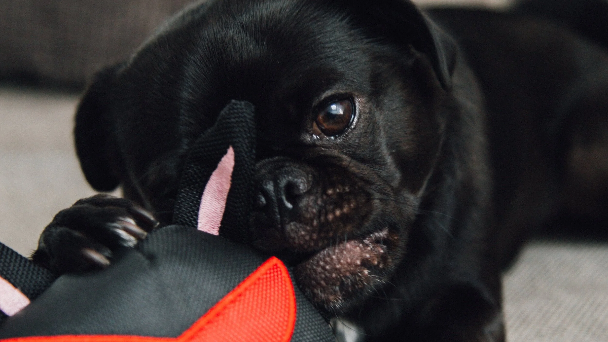 Enrich your dog during the pandemic