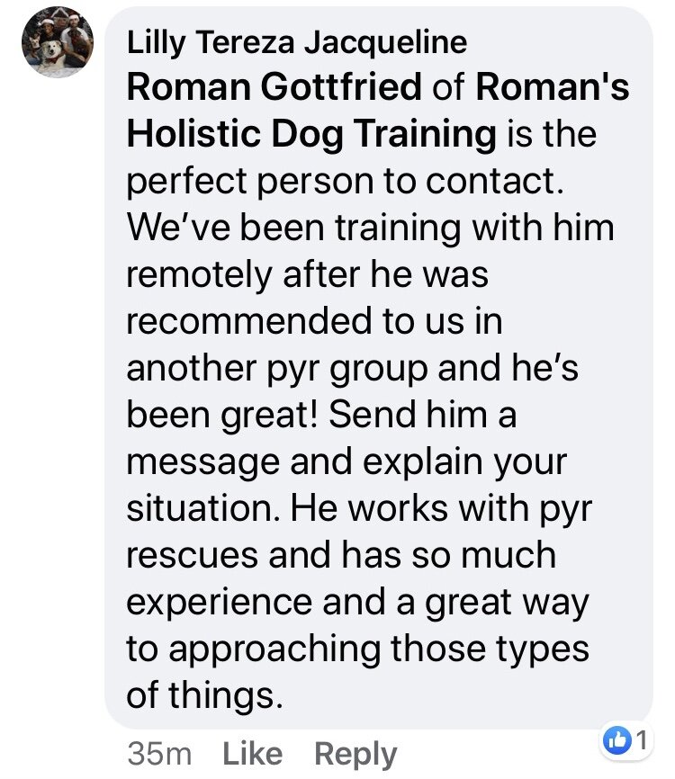 Online Dog Training — Roman's Holistic Dog Training