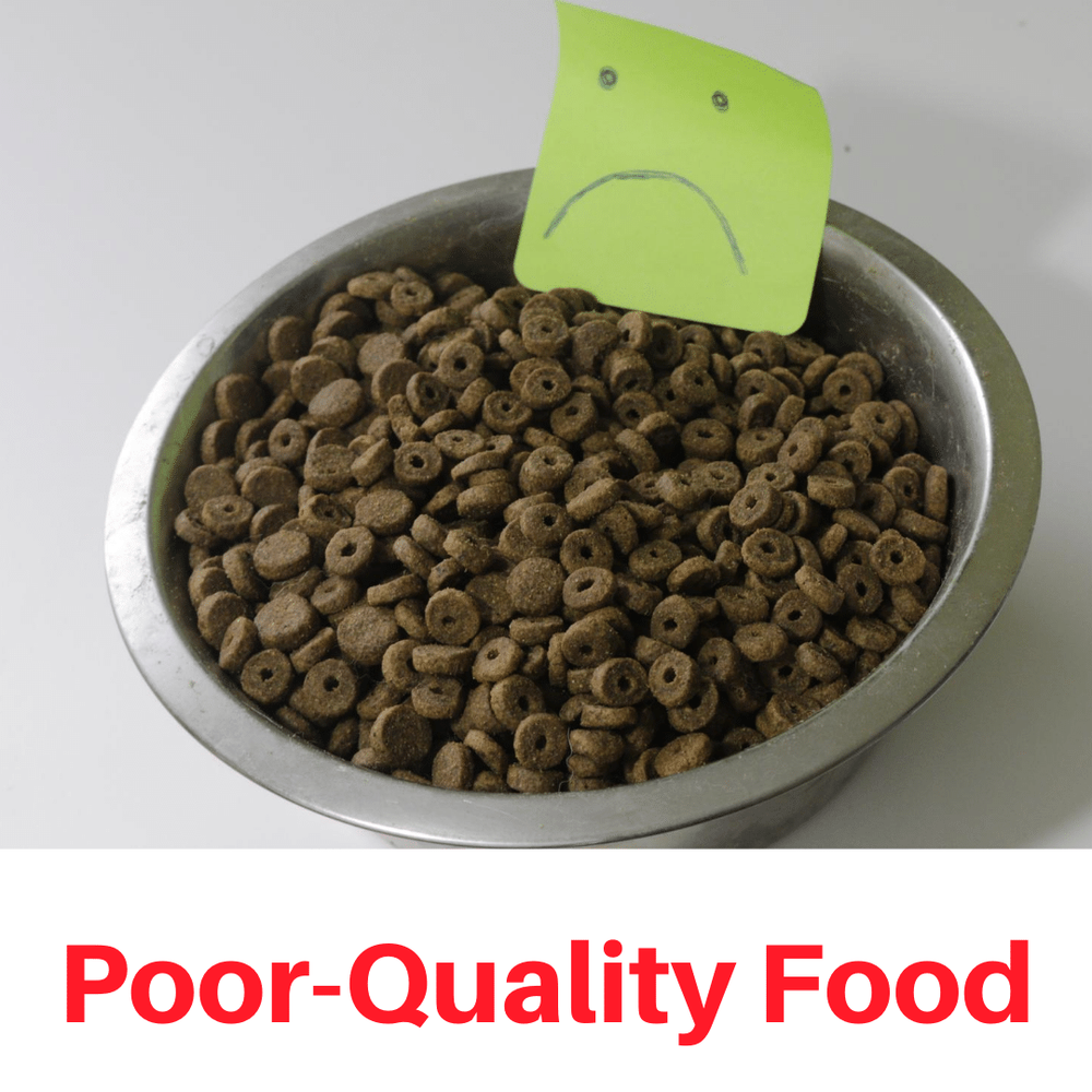 Are You Feeding Your Dog Into Aggression Roman S Holistic Dog Training