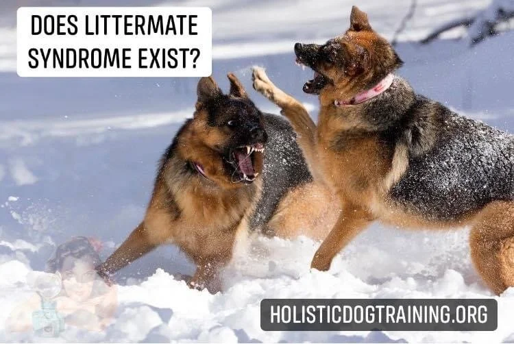 Is It Littermate Syndrome? — Roman's Holistic Dog Training