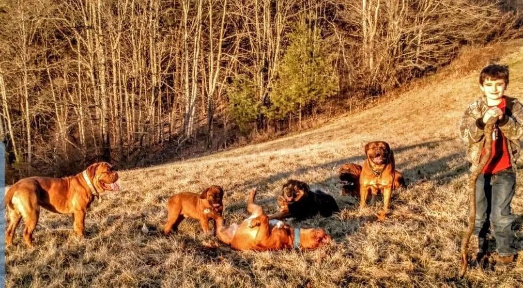 Is It Littermate Syndrome? — Roman's Holistic Dog Training