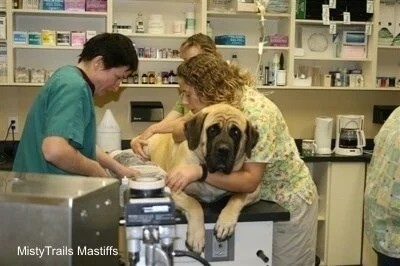 About Anesthesia in Mastiff-Breeds