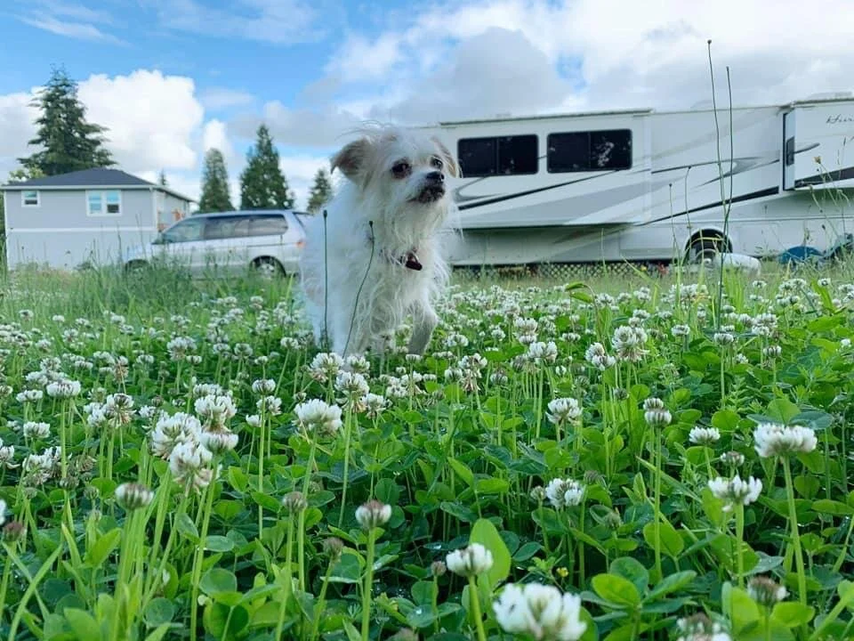 How Ignoring Our Dog's Emotional Needs  Creates Behavior Problems