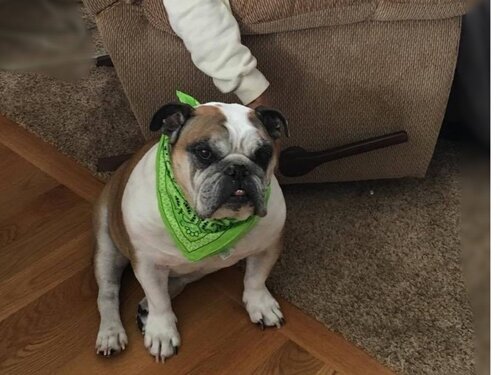 Our 8 year English Bulldog Nicholas had become very aggressive towards my father age 94 and other members of our family including our other dog. After having the Reconnective Healing Session with Barbara he feels like a new dog. During the session, …