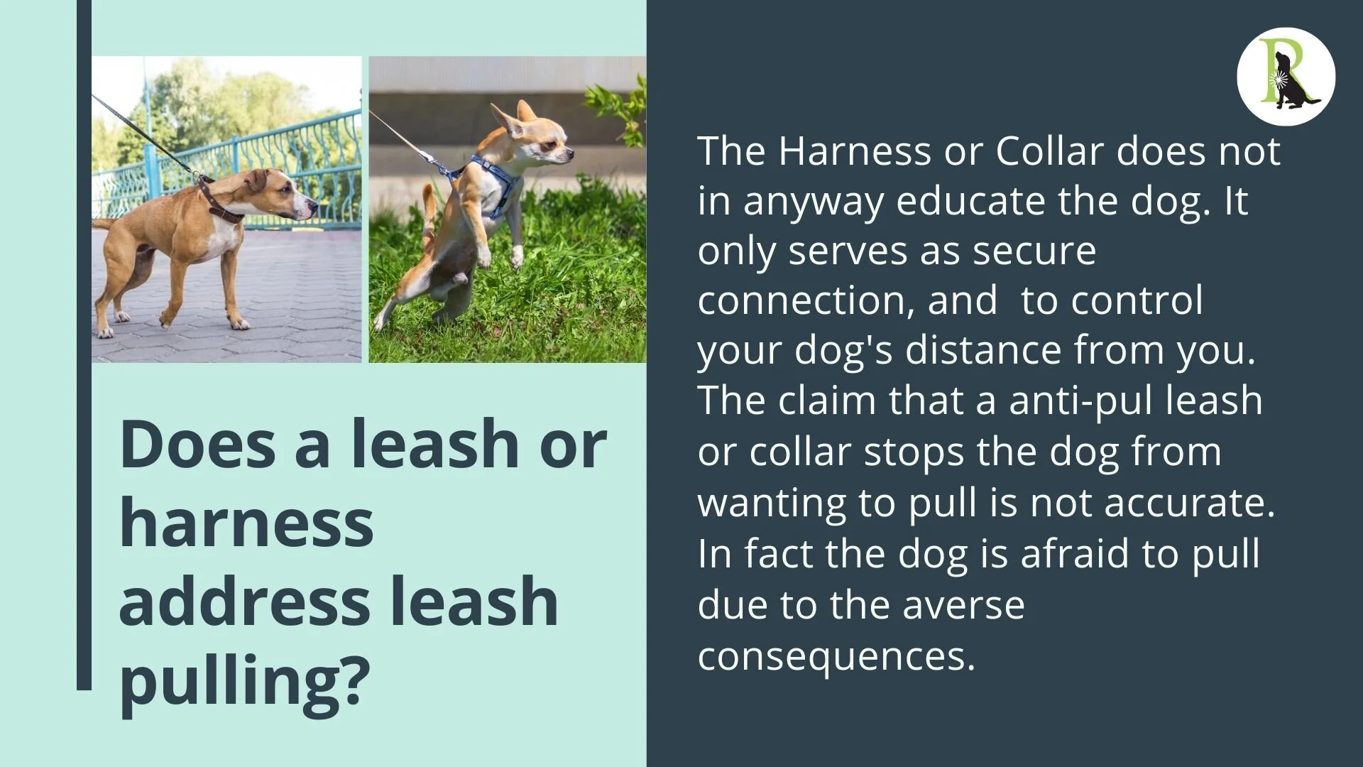 Stop leash pulling (1).jpg