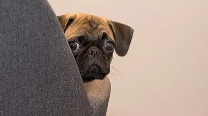 dog-2640076_640.jpg