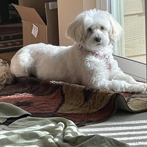 Roman’s Online Training Works