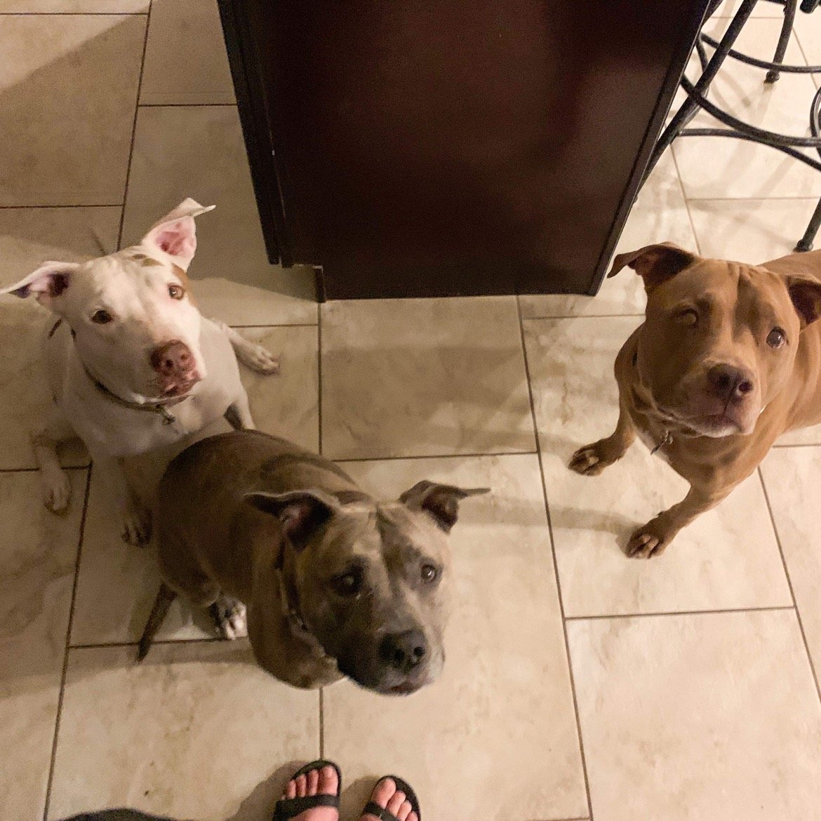 From euthanasia, cancer, and behavior problems  to awesomeness