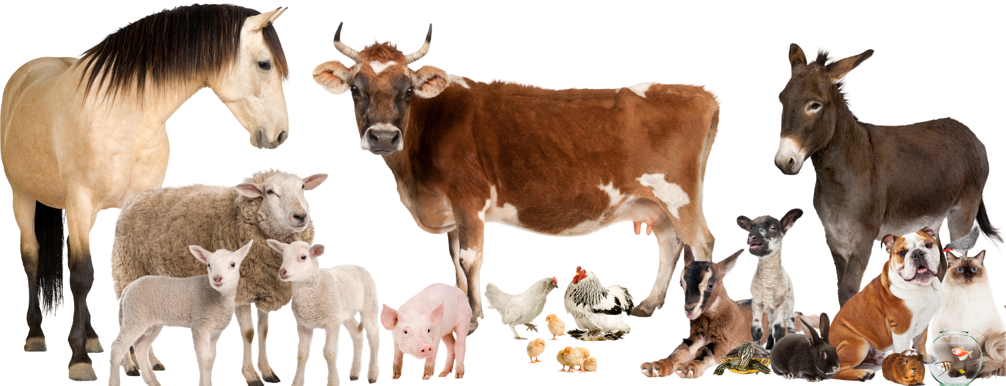 Untitled design (1).png