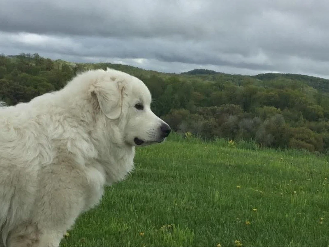 Guardian Breeds: Myths About Pets and Working Dogs Debunked