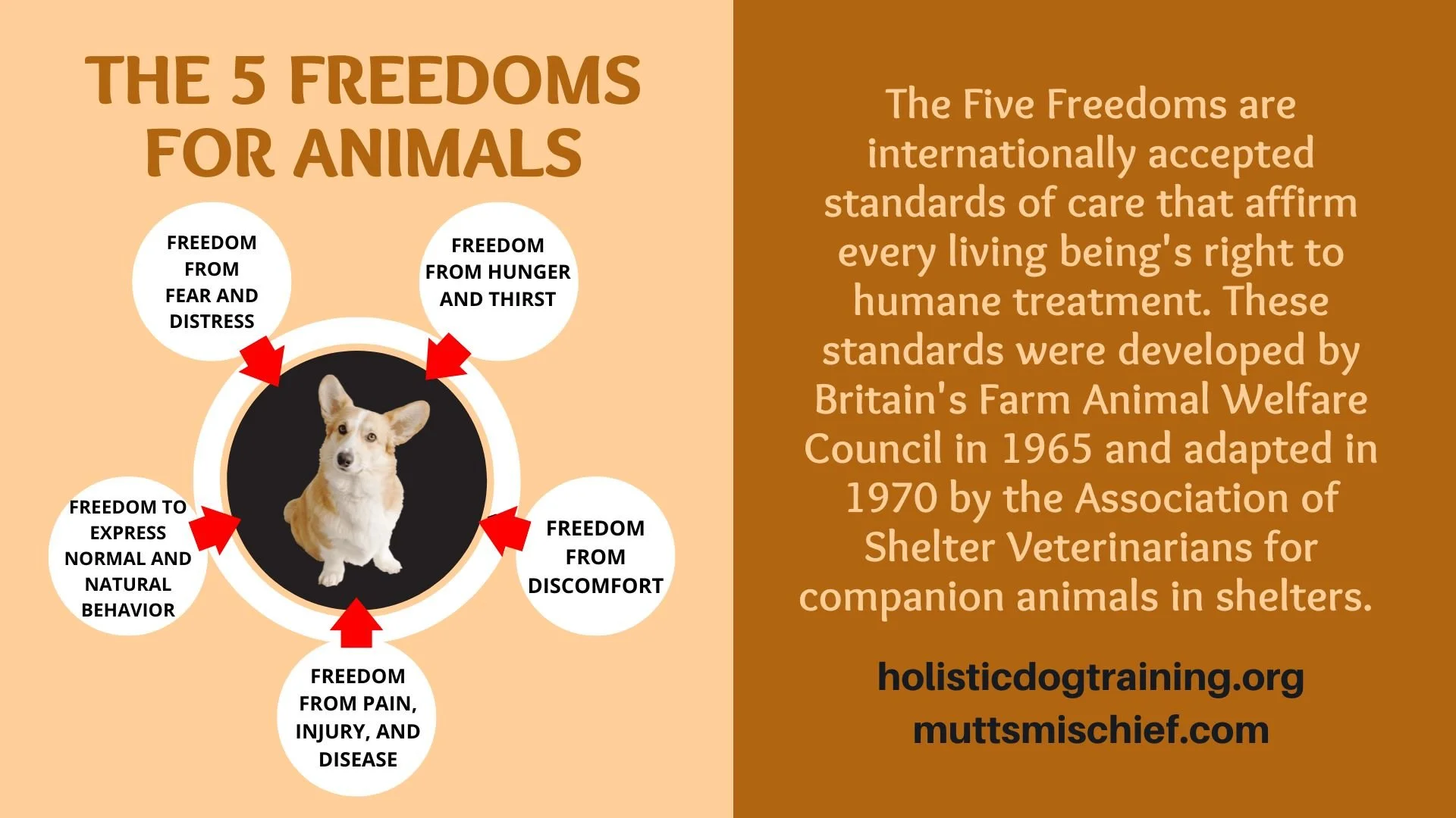 The Five Freedoms for Raising a Happy & Healthy Puppy — Roman's ...