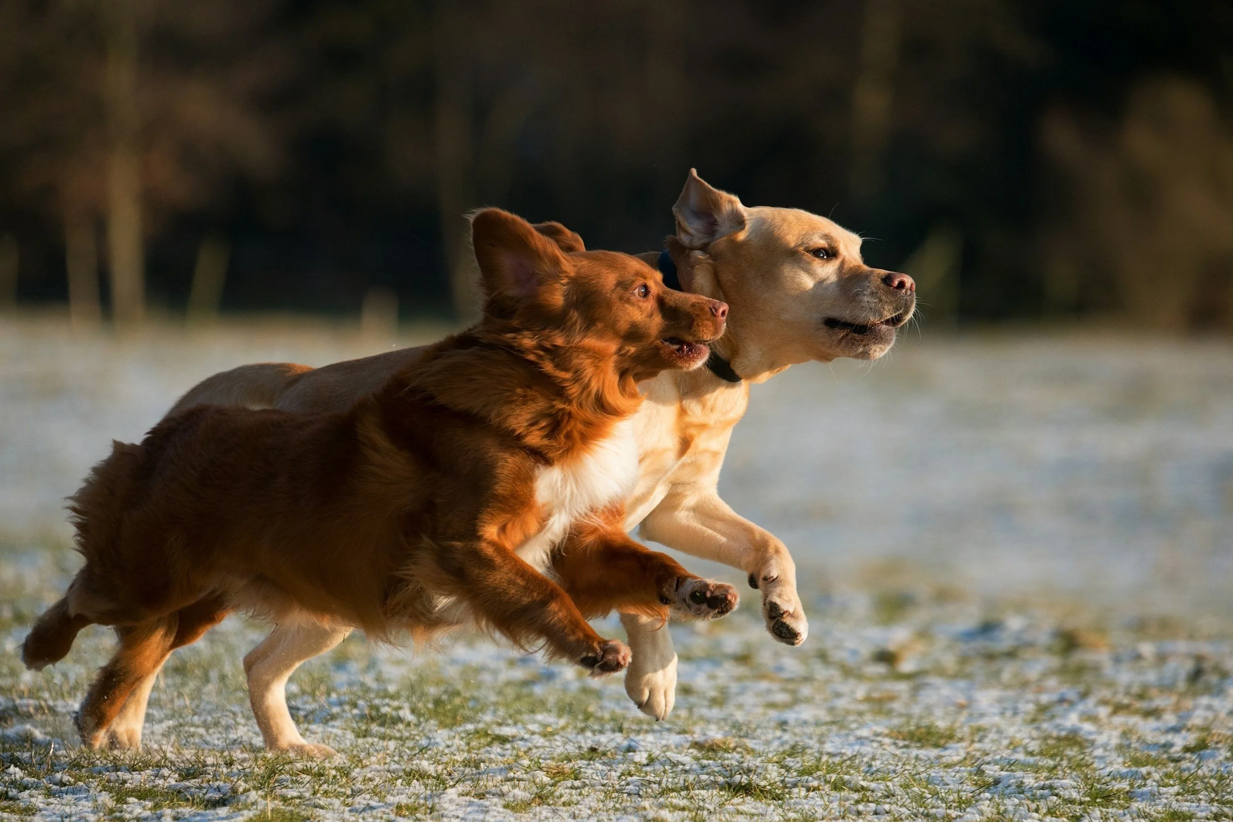 two puppies running