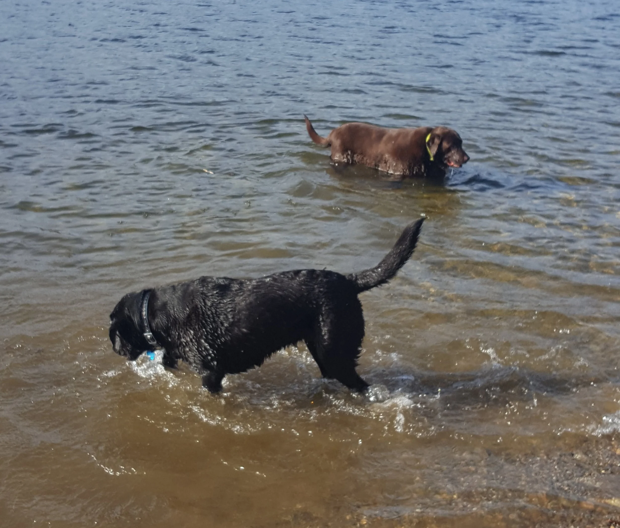 Lily (bottom) with her pal Dukie