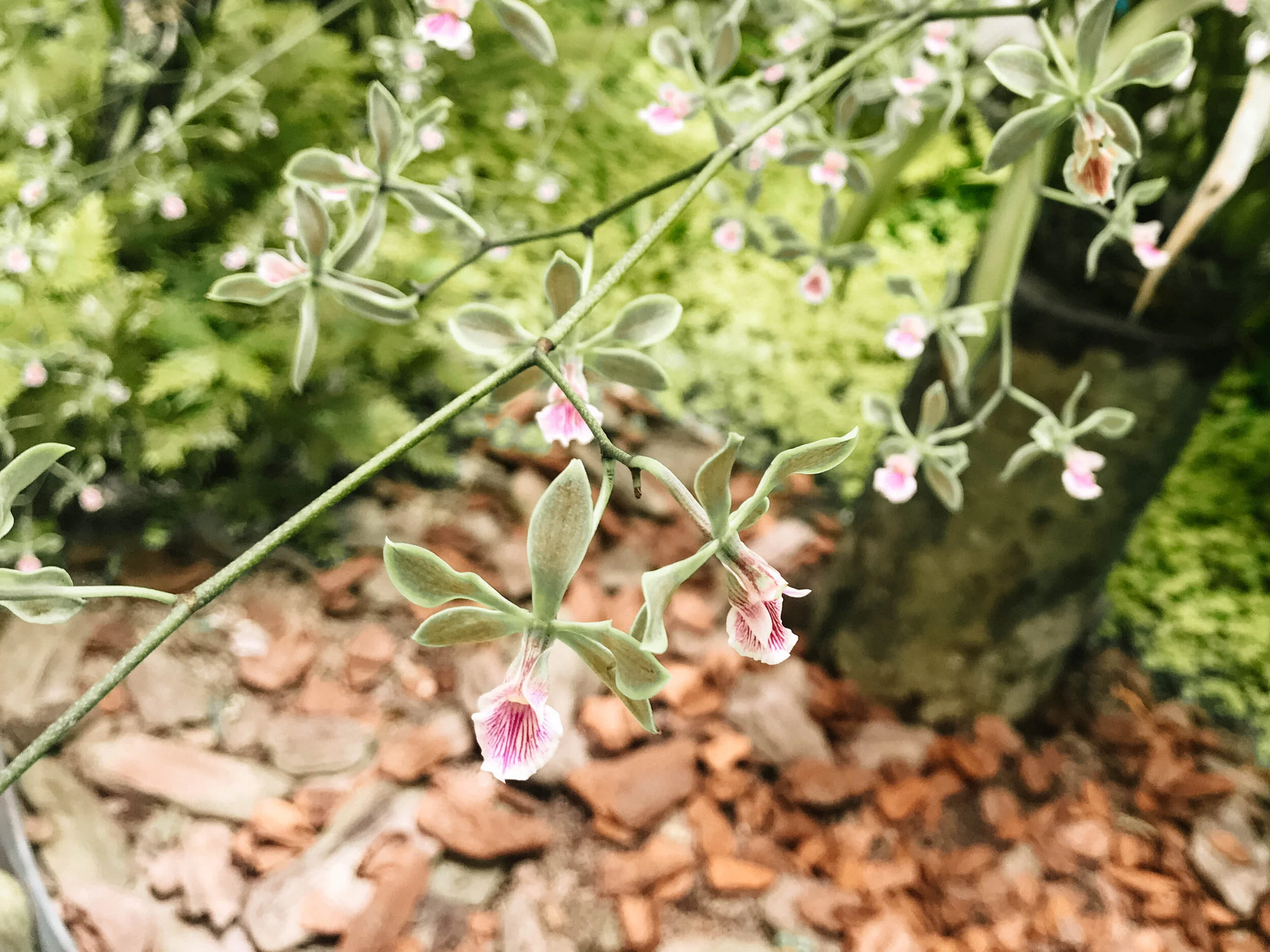 Flower 1.jpg