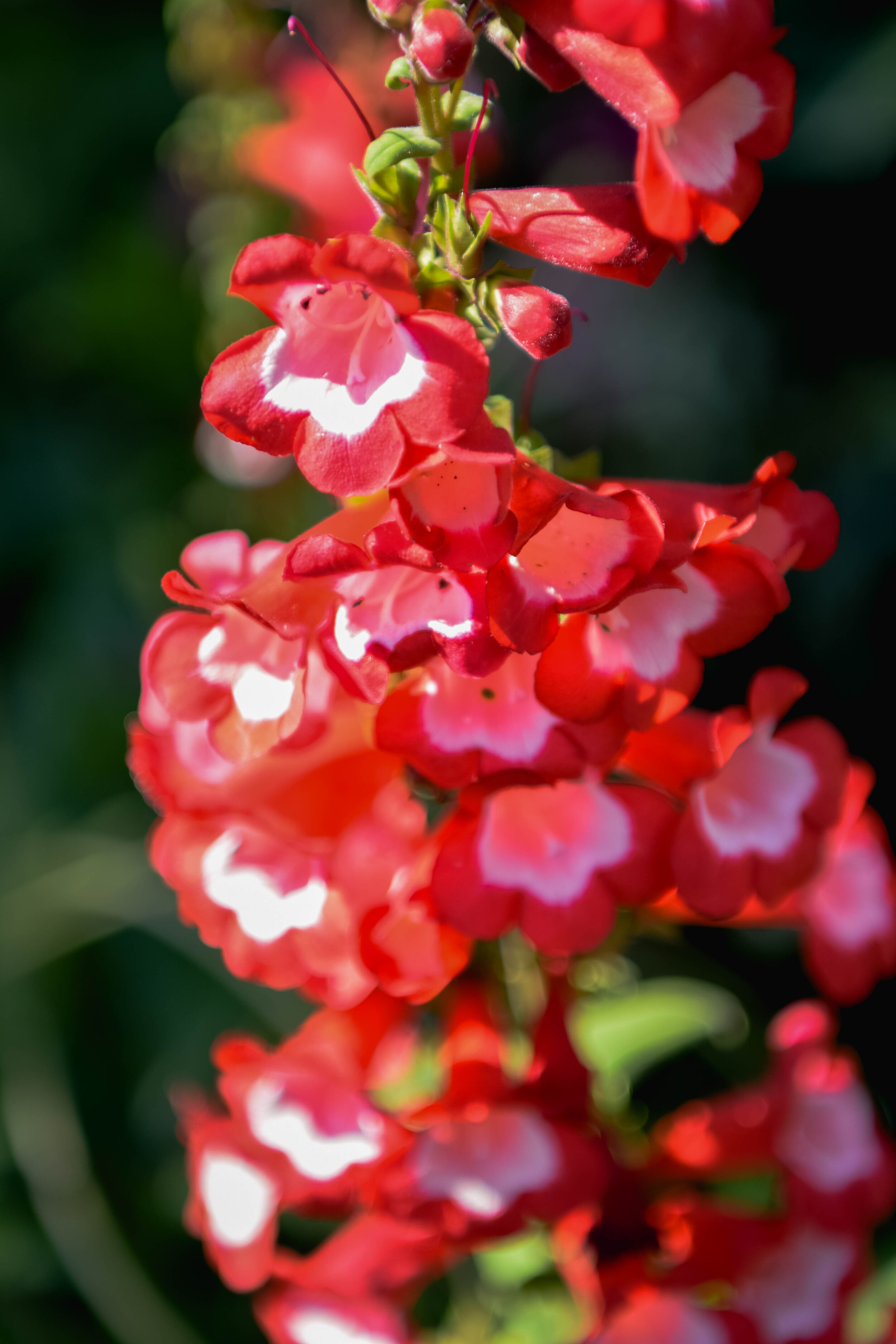 Buff (45 of 49).jpg