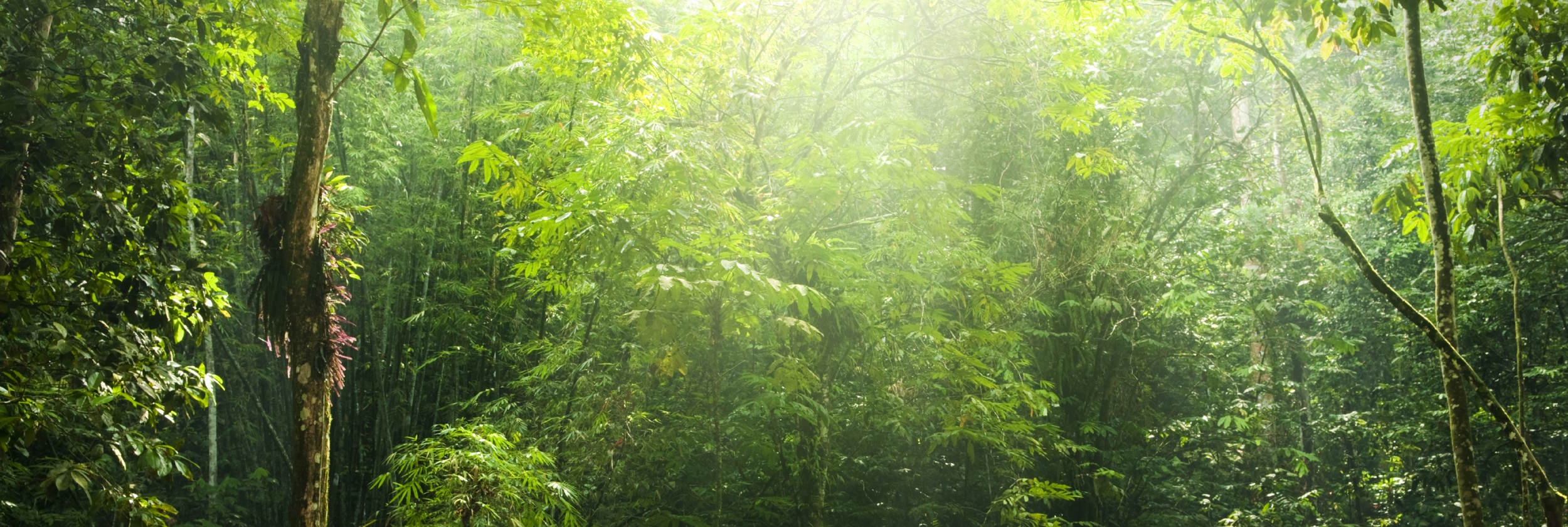 <img src="sustainablejungle.jpg" alt="sustainable jungle" title="Sustainable Jungle"/>