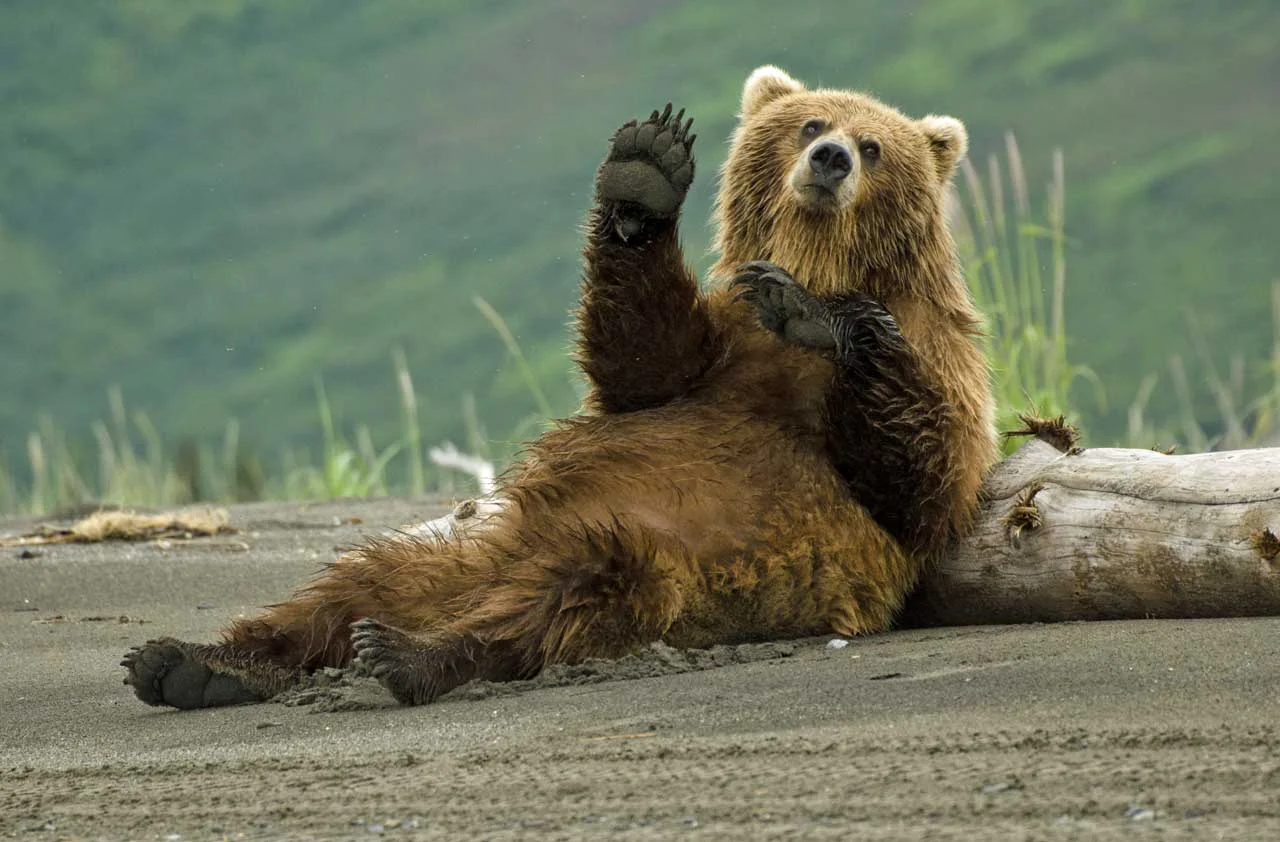 bear waving.jpg