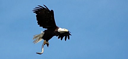 Photo by Cheryl Daigle. Quite often eagles fly over the Penobscot River right near downtown Bangor.