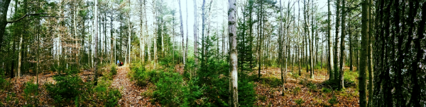 lovely city forest
