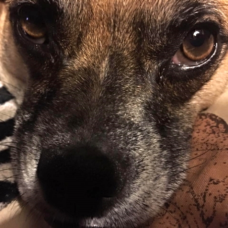 Holly's dog Rhino