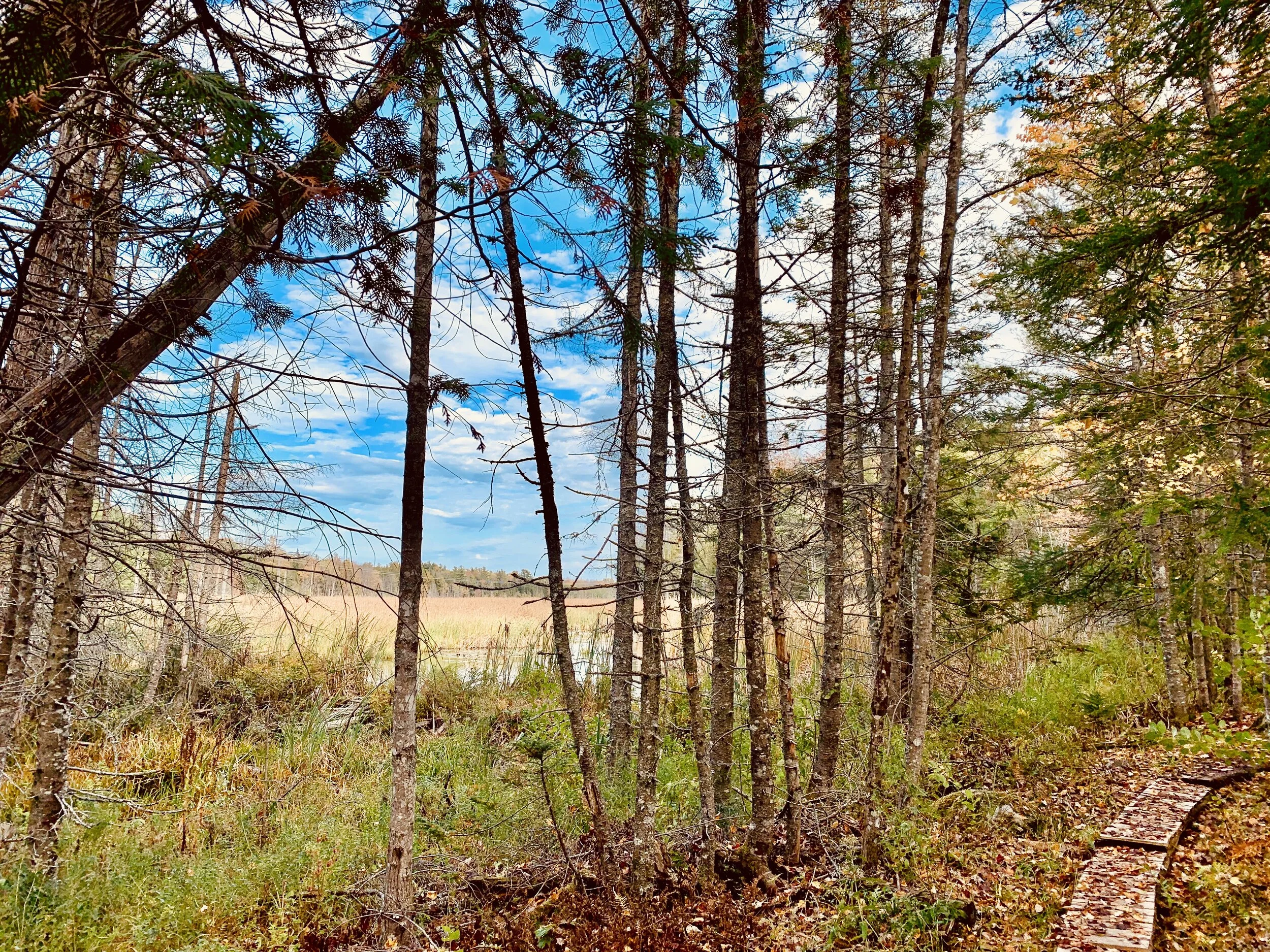 Birding, Forest Bathing &amp; Biking Adventure