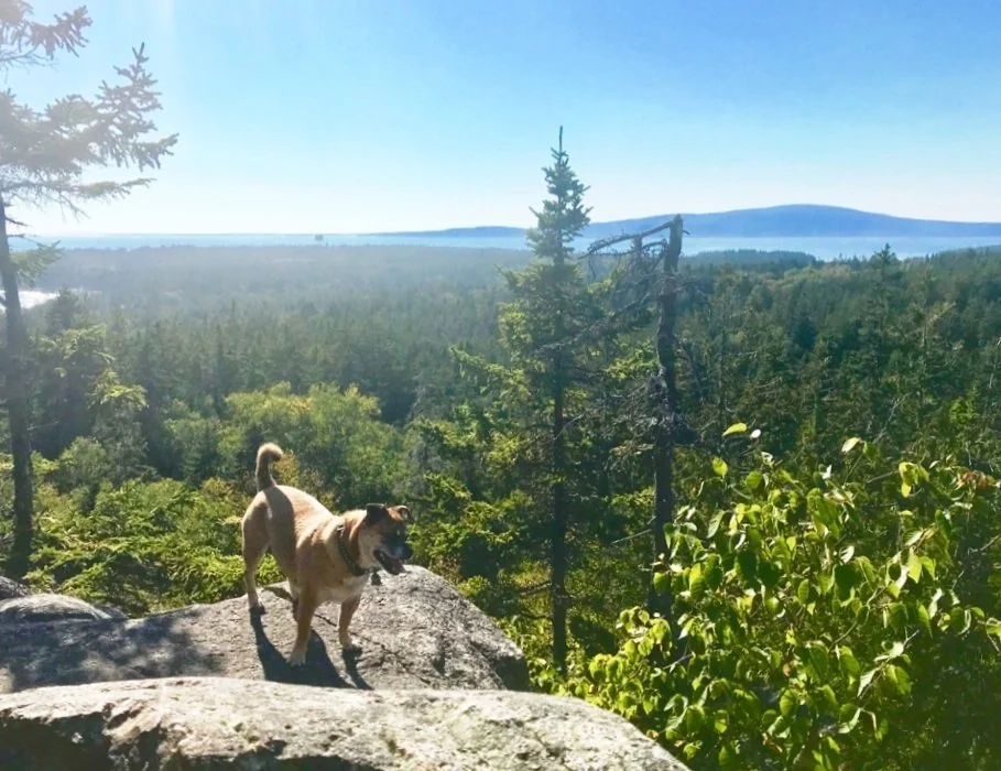 Hike &amp; Picnic Pop-Up Adventure