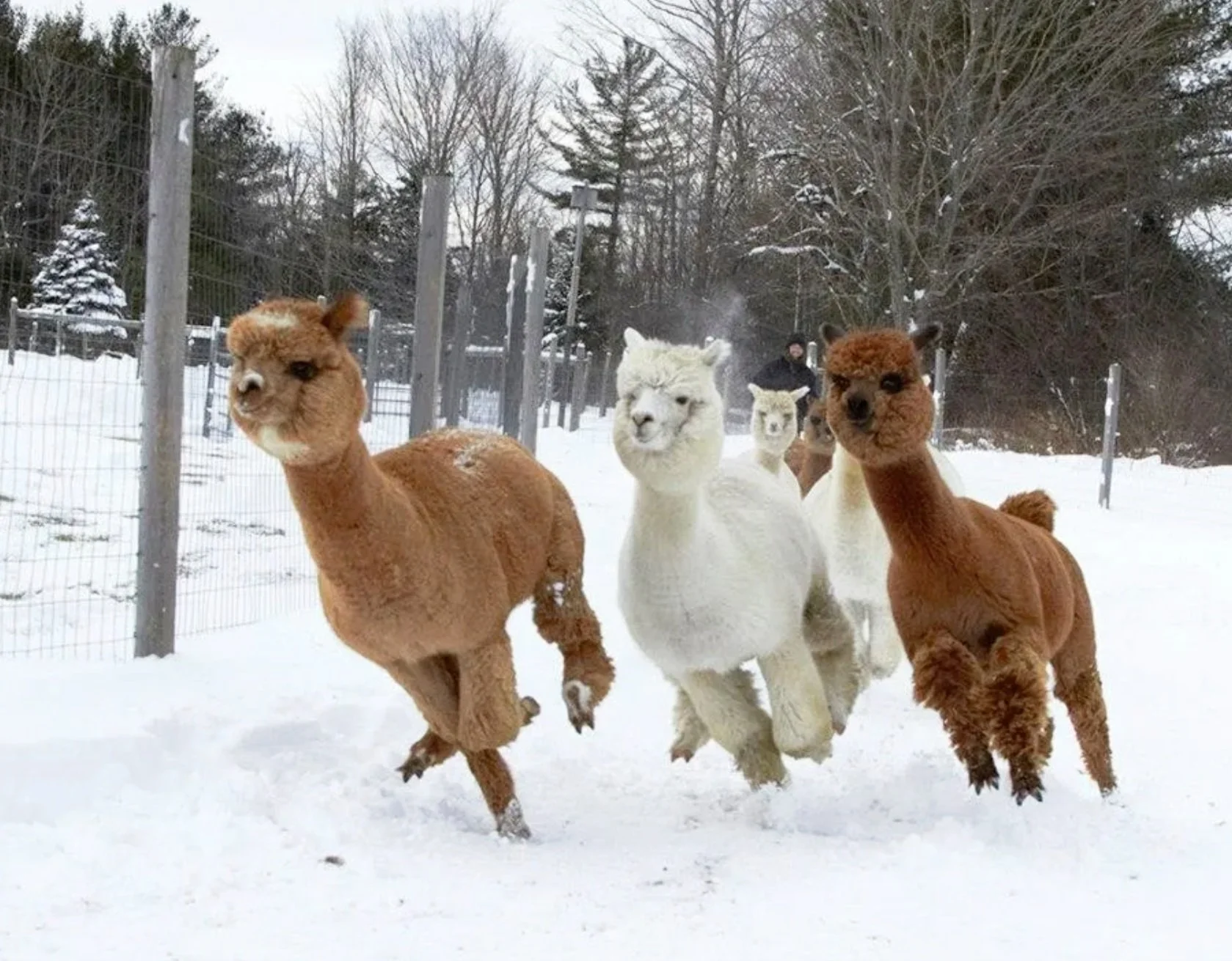 Alpacas, Ramble &amp; Wine Write Adventure