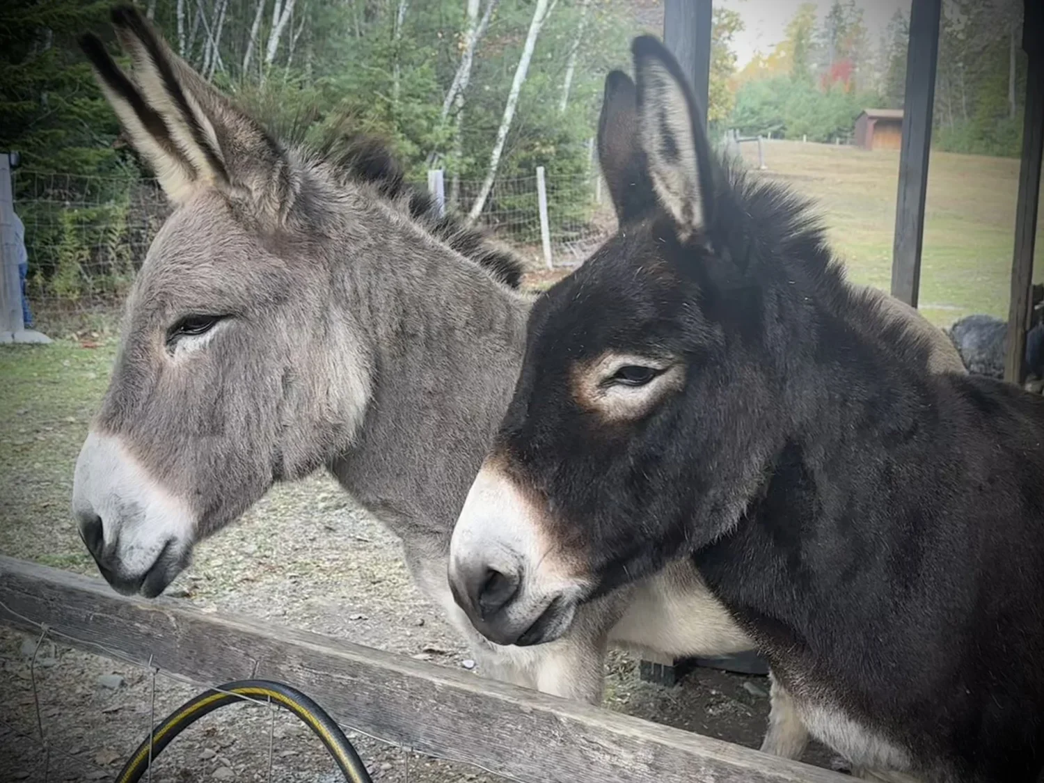 Donkey Walk &amp; Seafaring Museum Adventure