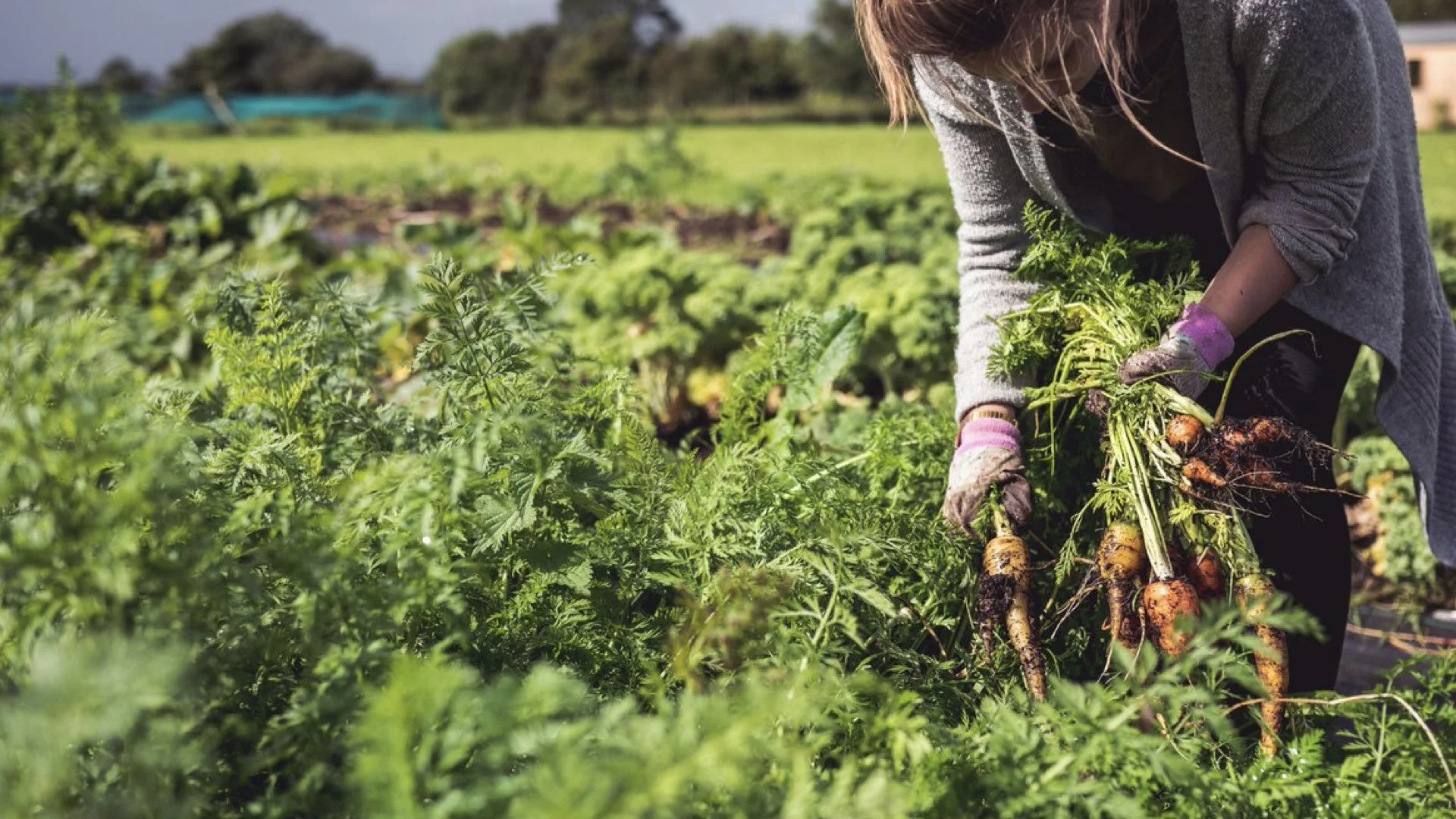farmbox web2.001.jpeg
