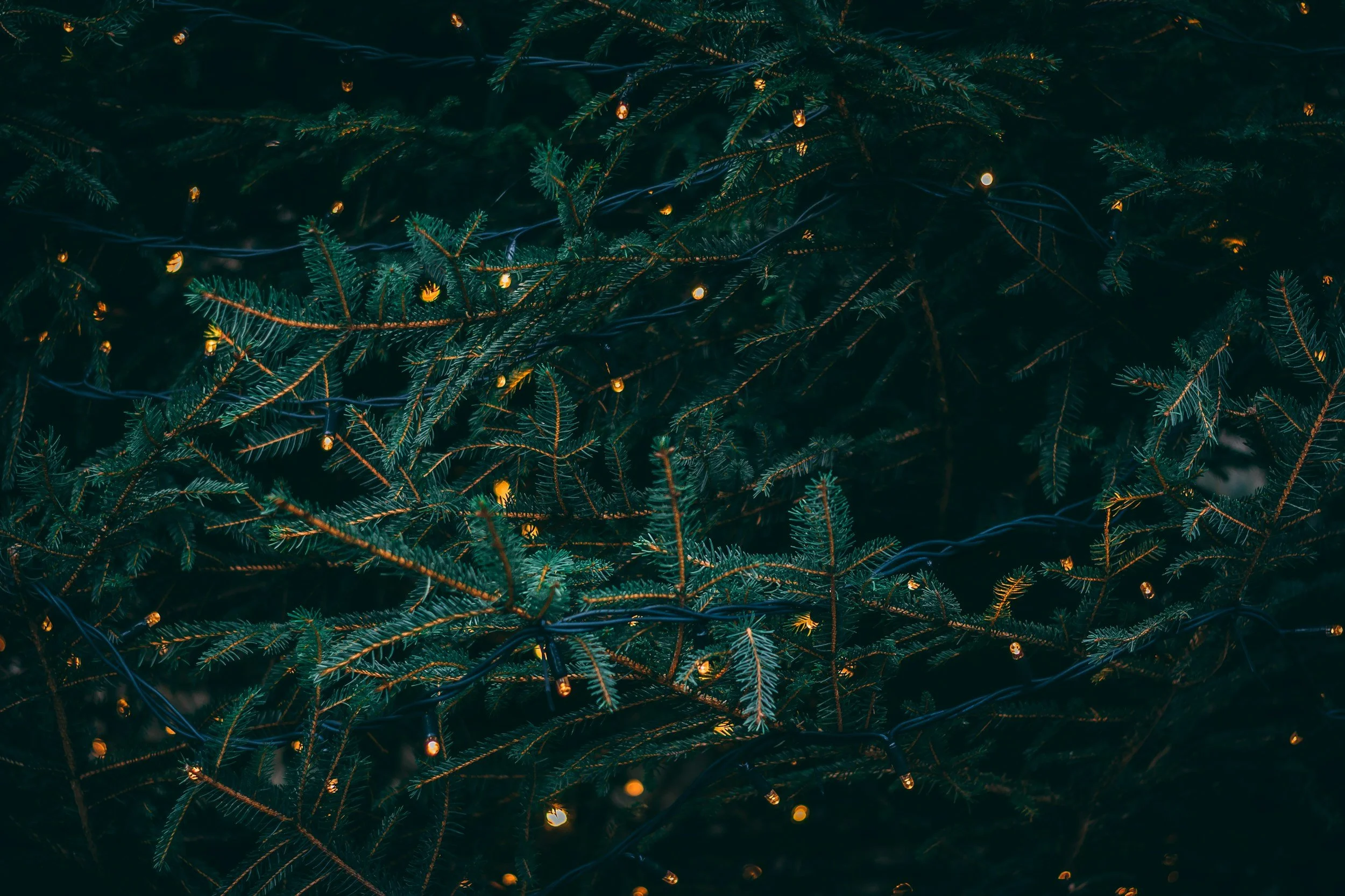 unsplash-image-SBdmQcW8qag.jpg