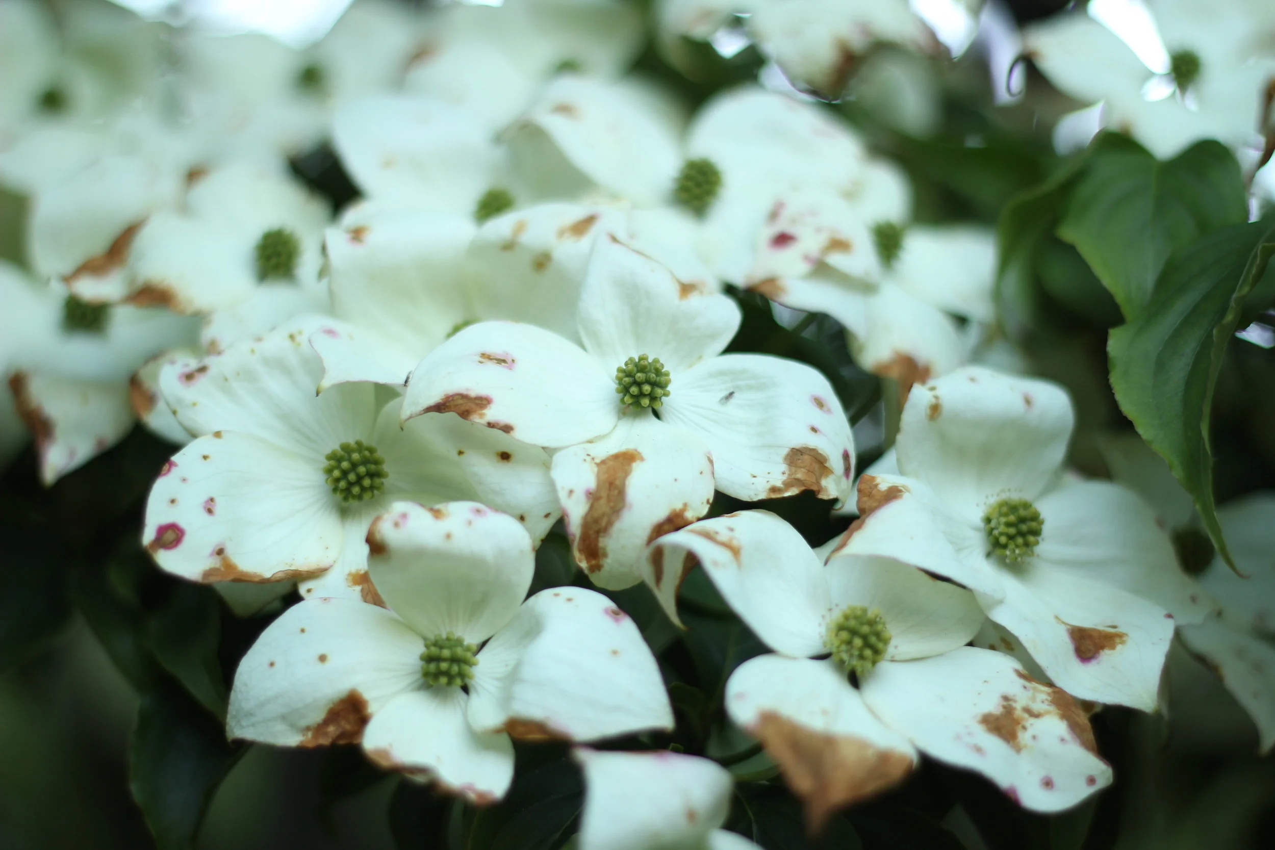 IMG_8381 - Copy - Copy.JPG