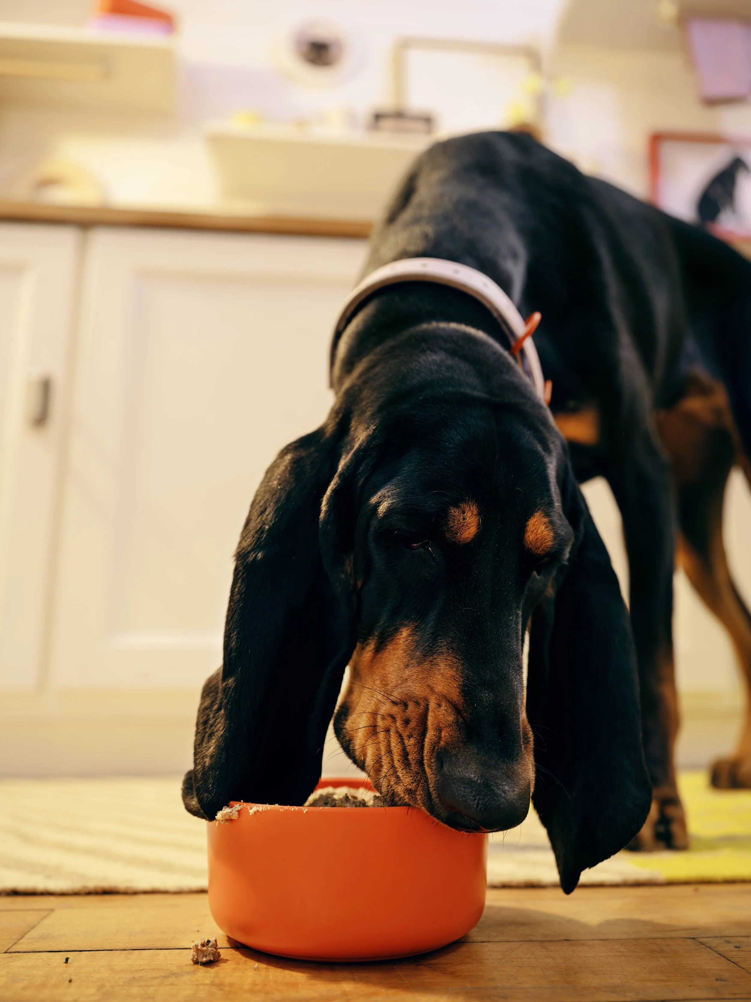 20260303_Tayler_Smith_Ollie_Shot_04_Opal_Kitchen_0589.jpeg