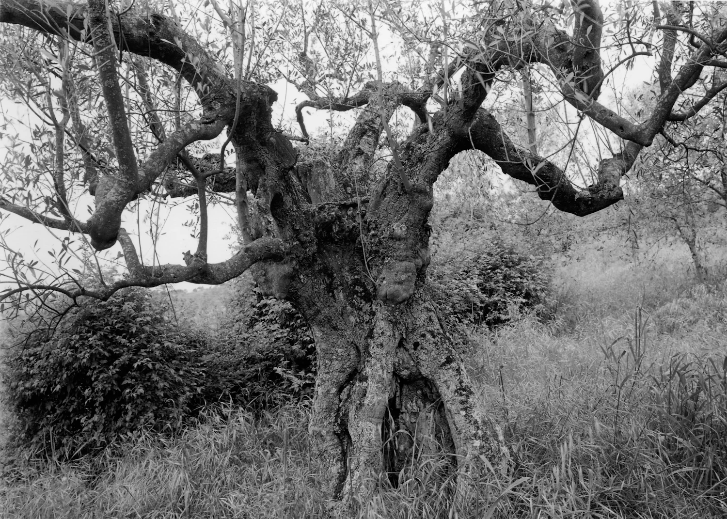 Tuscantrees-1.jpg
