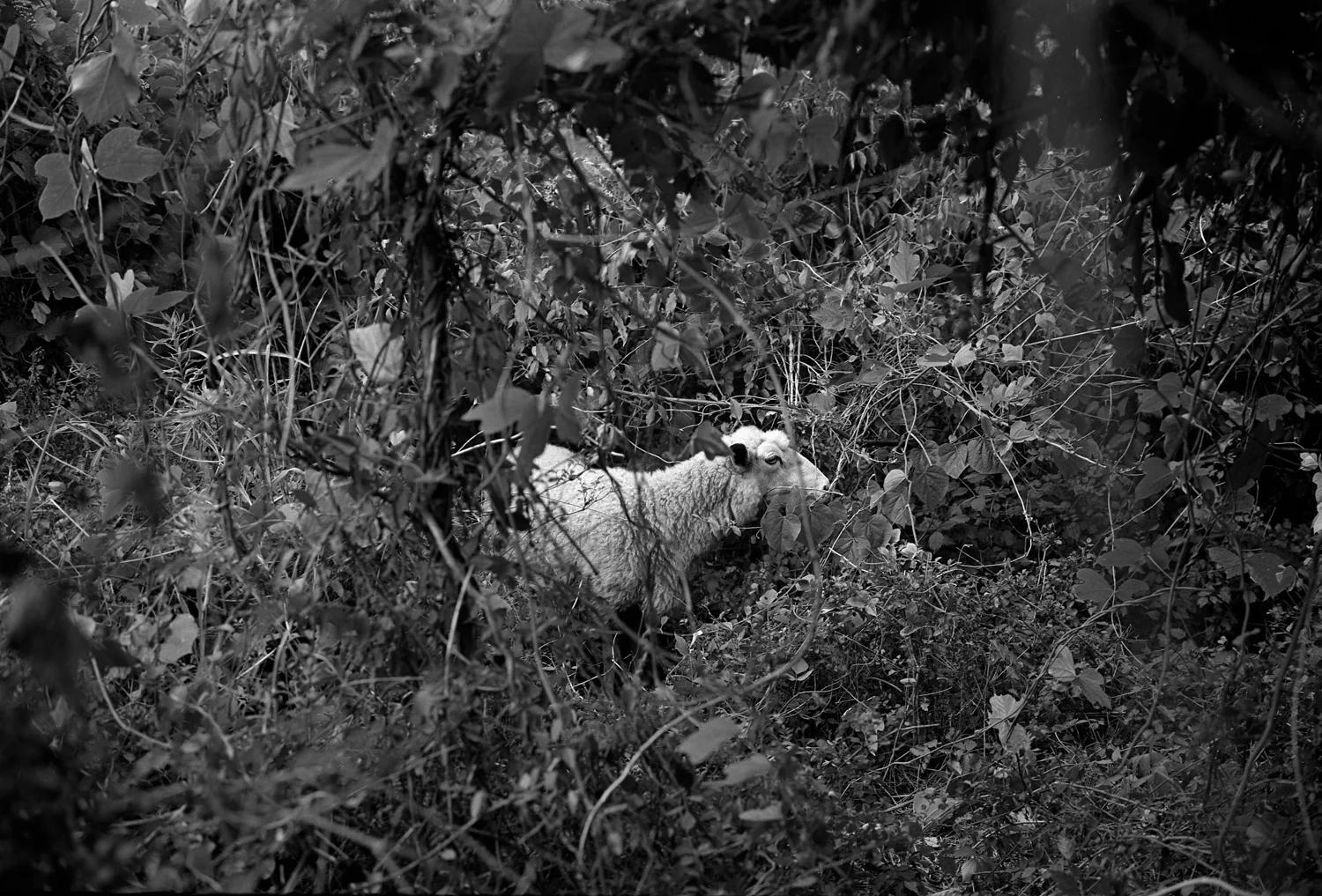 Sheep-mark-steinmetz-1.jpg