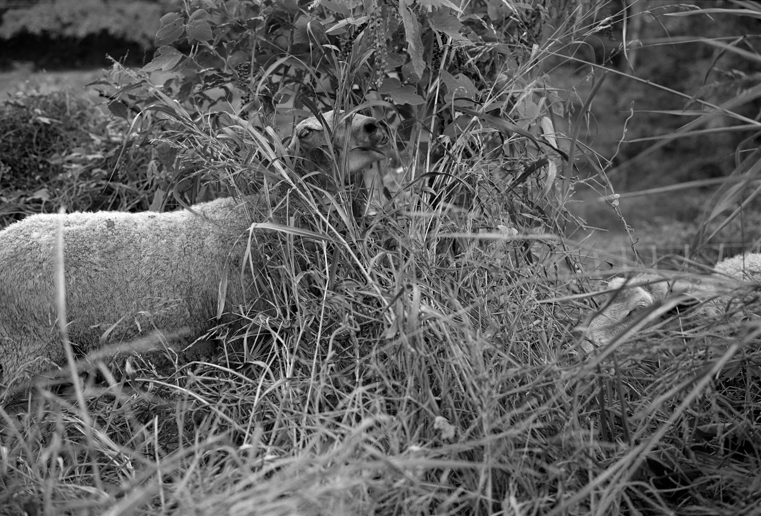 Sheep-mark-steinmetz-2.jpg