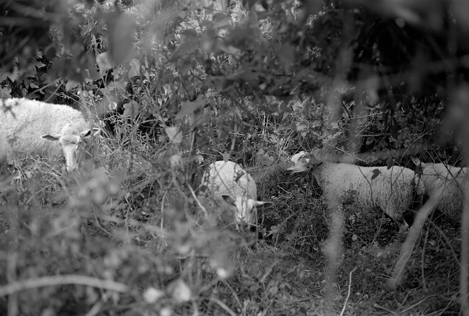 Sheep-mark-steinmetz-3.jpg