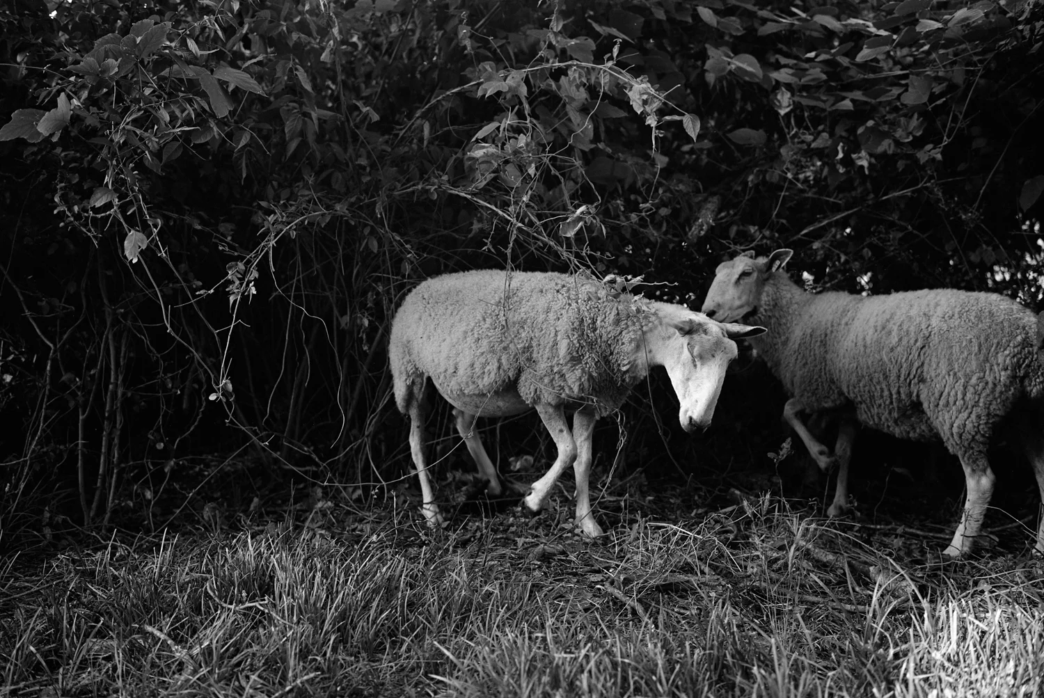 Sheep-mark-steinmetz-5.jpg