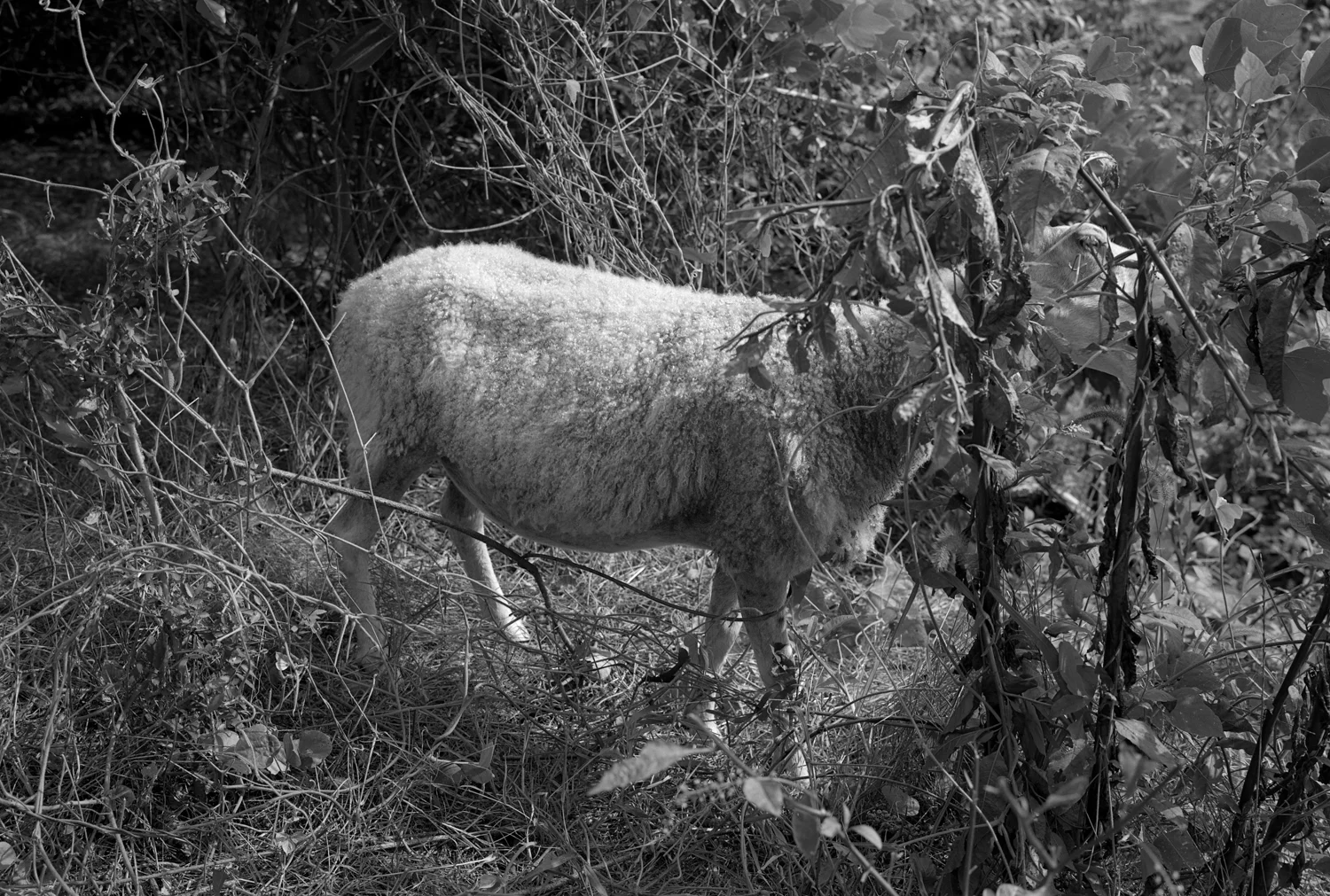 Sheep-mark-steinmetz-6.jpg
