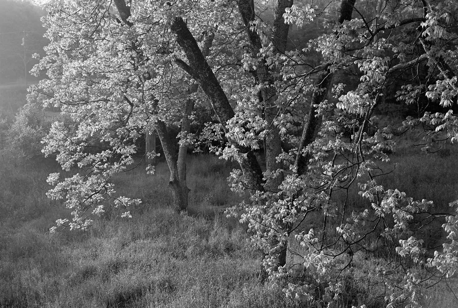 from-my-home-mark-steinmetz-1.jpg