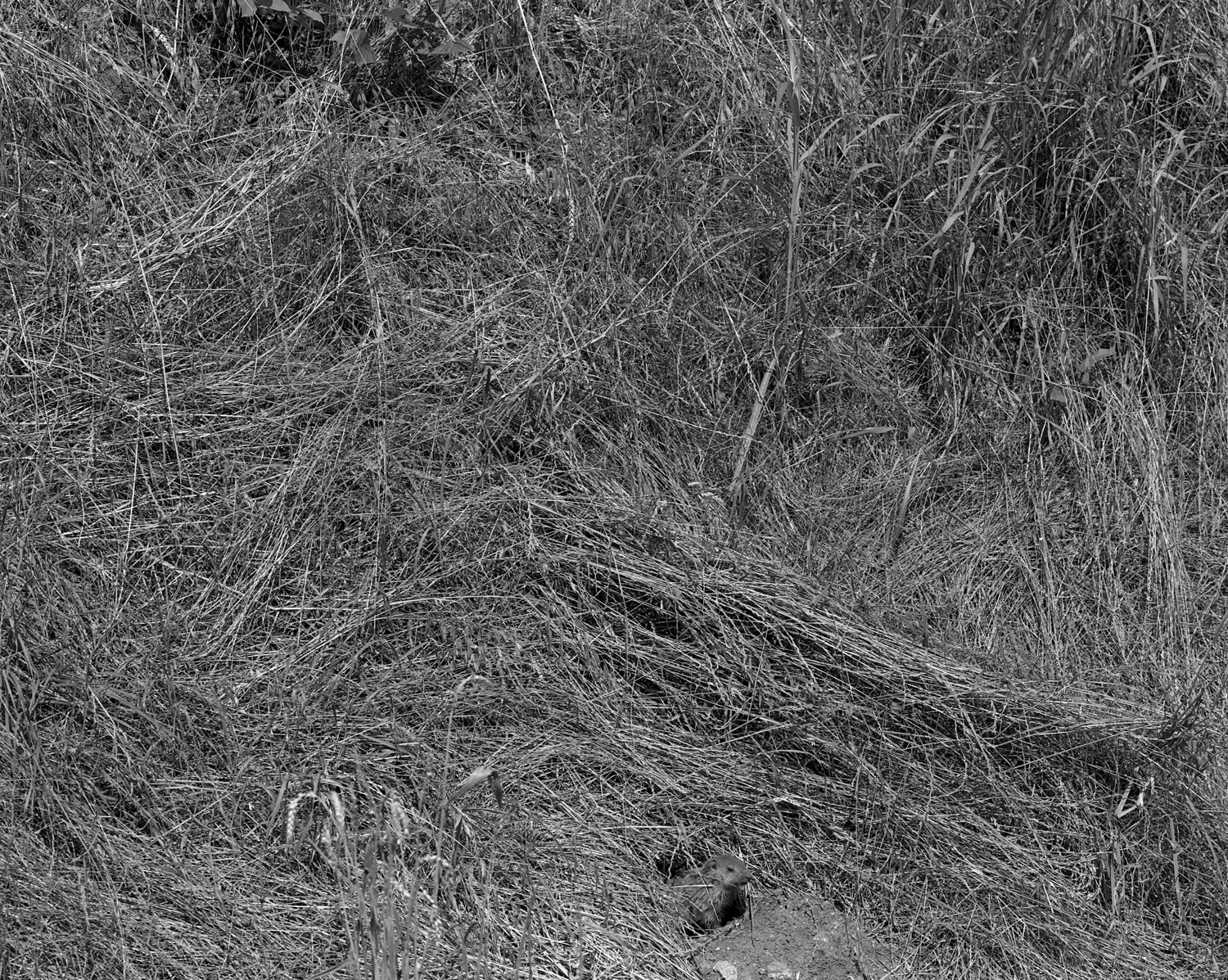 from-my-home-mark-steinmetz-11.jpg