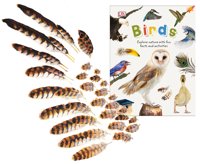 DKBIRDS1.png