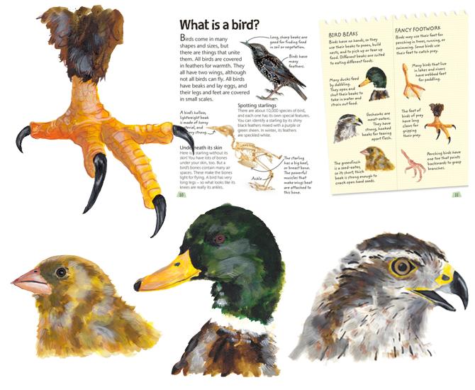 DKBIRDS2.png