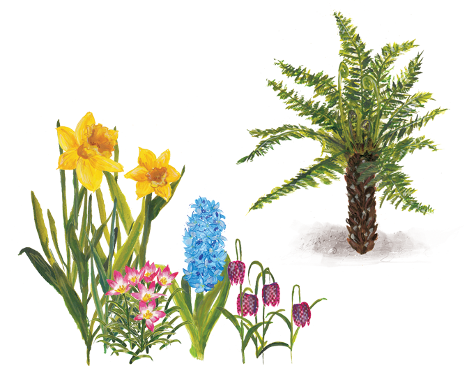 DKFLOWERS2ABBYCOOKILLUSTRATION.png