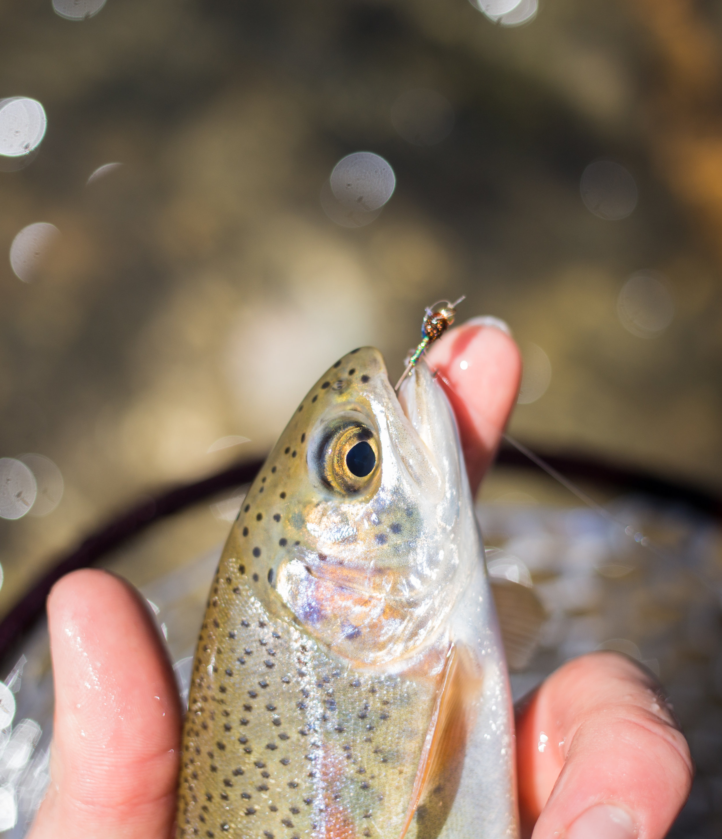 Dry Fly Fishing is Overrated – Why You Should be Nymphing — The