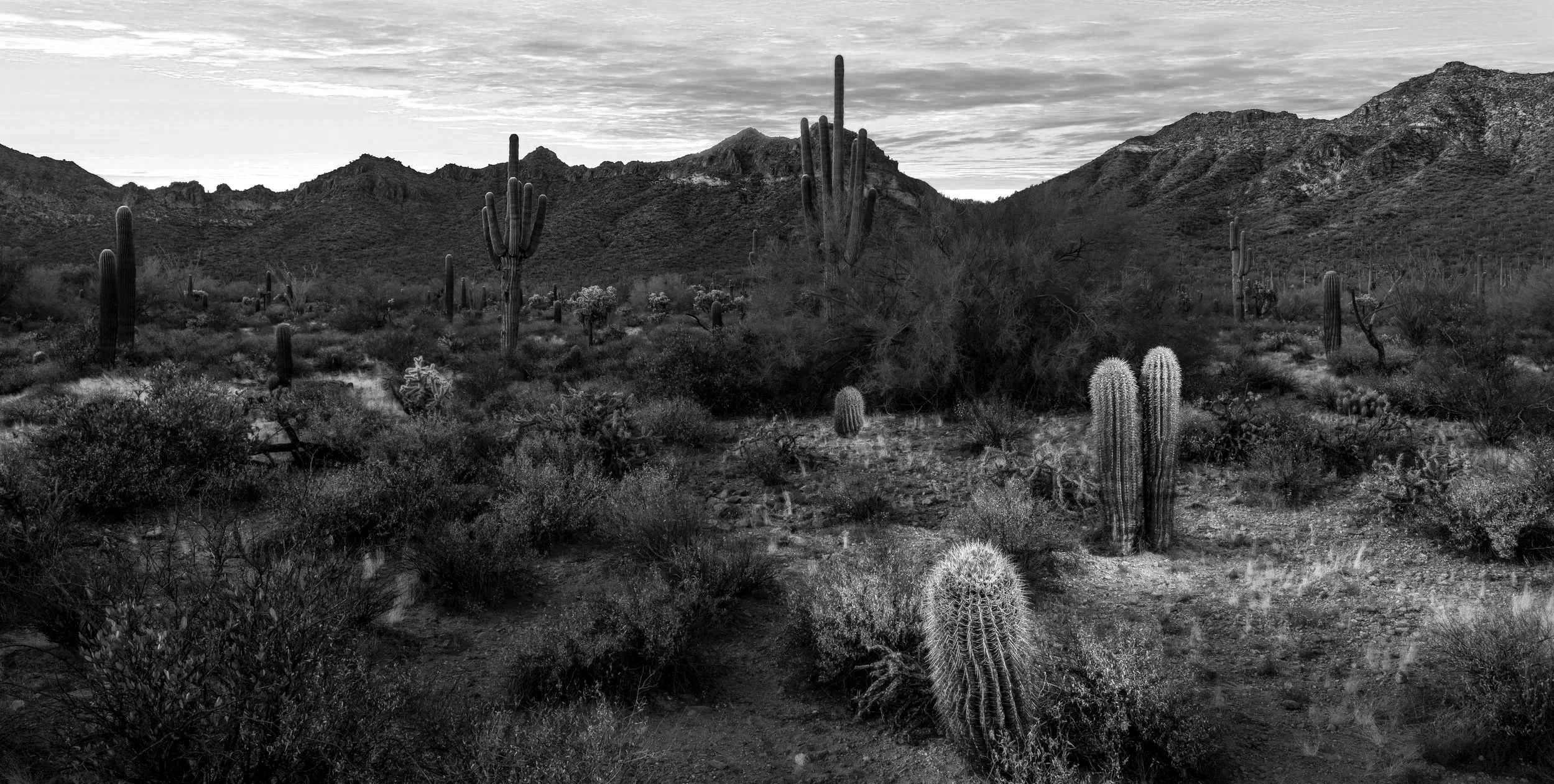 Black and white photo of a desert landscape with cacti, shrubs, and mountains in the background, under a cloudy sky.