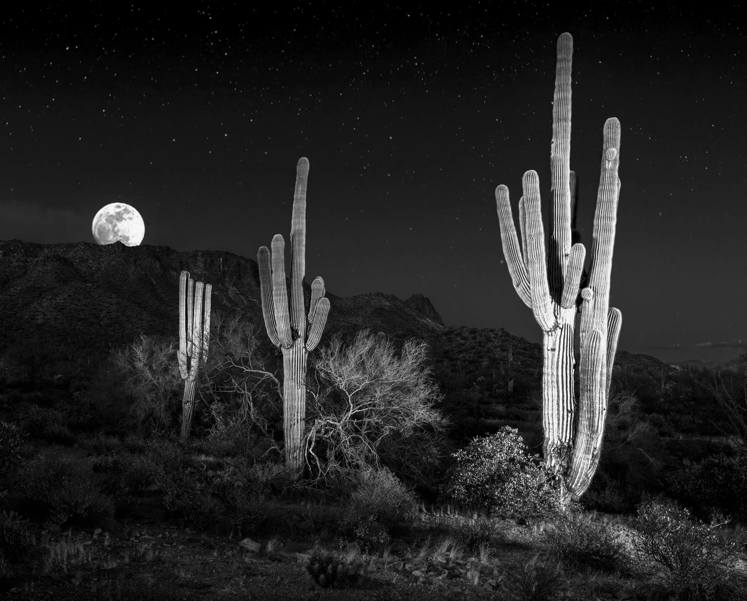 A black and white photo of a desert night scene with three tall saguaro cacti in the foreground, the full moon rising over a mountain ridge in the background.