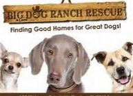 Big & Little Dog Ranch Rescue at Freshii